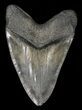 Serrated, Fossil Megalodon Tooth - Gigantic Tooth #58470-2